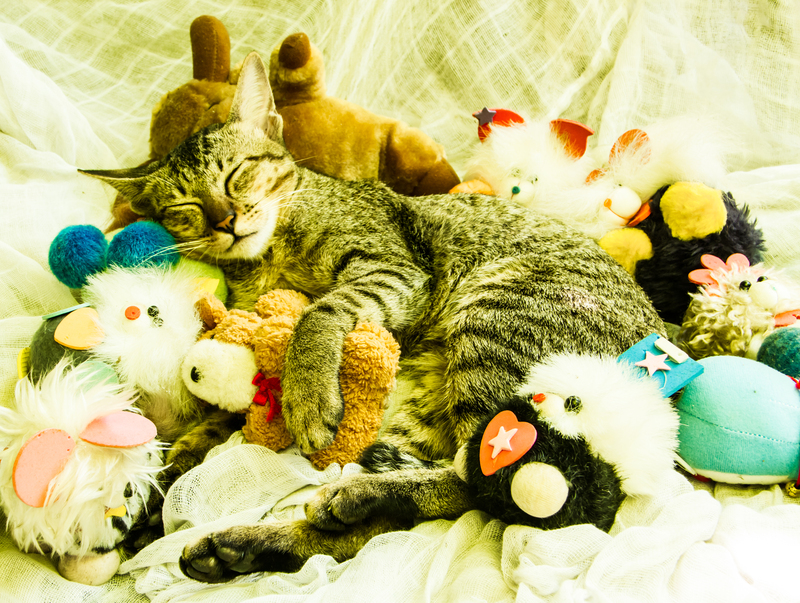 House moving moving house